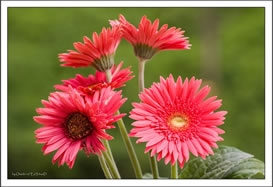 gerbera