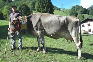 mucca_in_valtorta