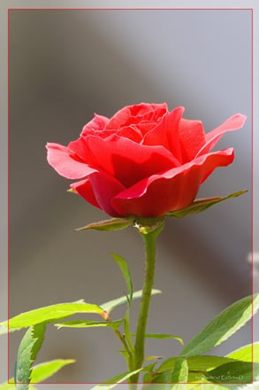 UN FIORE LA ROSA