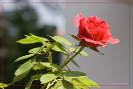 rosa
