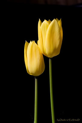 tulipano